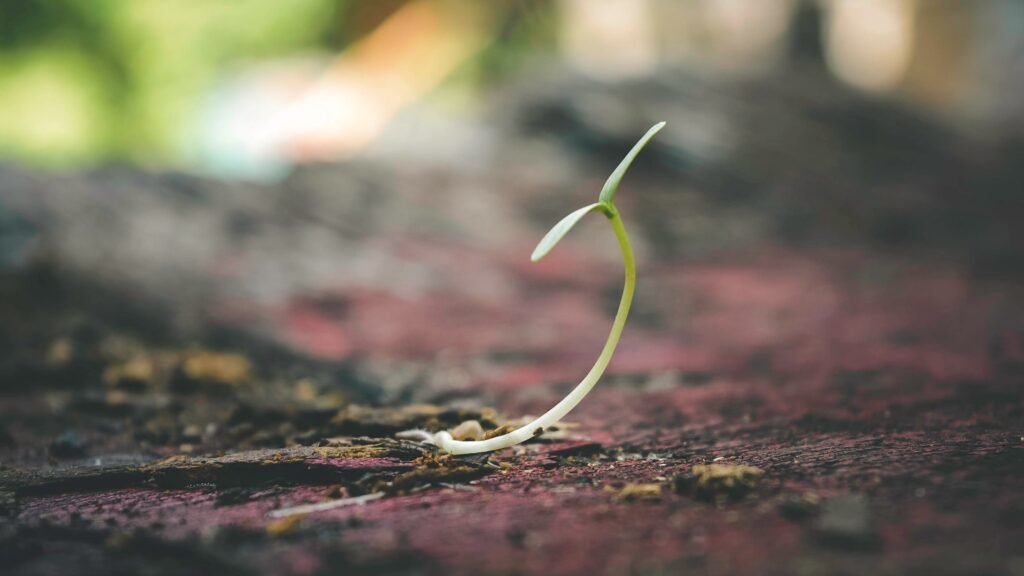 Tiny sprout emerging from ground, symbolizing how small micro habits grow into massive change