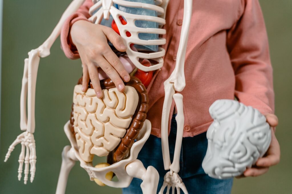 Person holding anatomical models of intestines and brain, illustrating the gut-brain connection